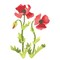Small Poppy Flower Wall Stencil | 3214A by Designer Stencils | Floral Stencils | Reusable Art Craft Stencils for Painting on Walls, Canvas, Wood | Reusable Plastic Paint Stencil for Home Makeover | Easy to Use &#x26; Clean Art Stencil